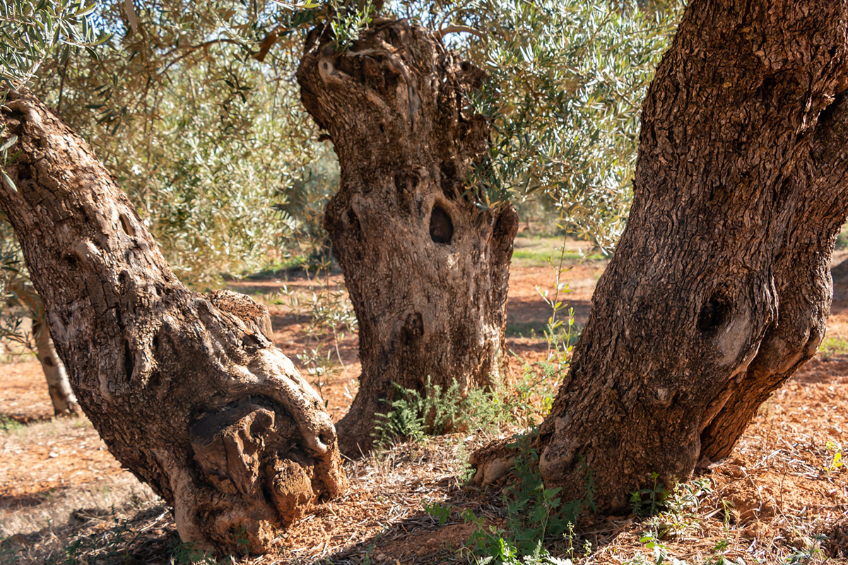 olivos centenarios