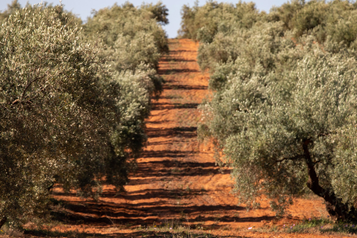 olivar picual granadino